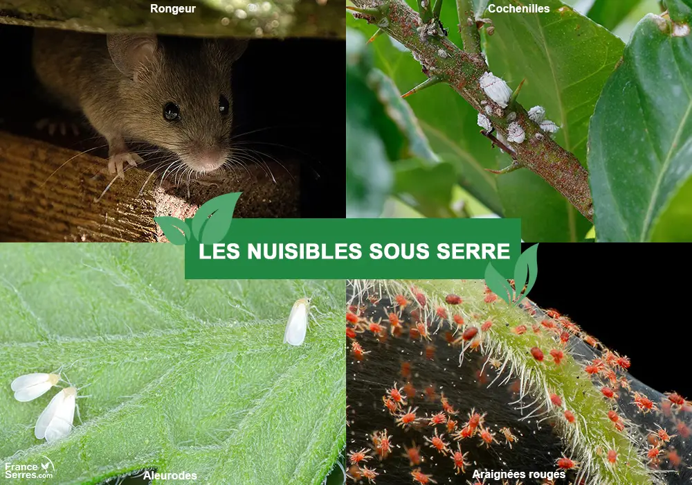 attention aux nuisibles dans la serre de jardin