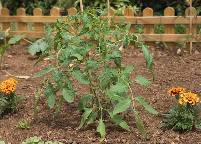 œillet d'inde et tomate