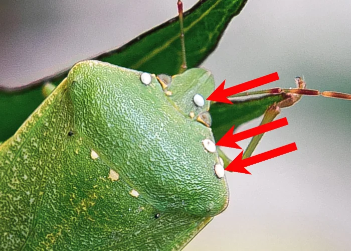 œufs pondus sur une punaise verte ponctuée (Nezara viridula) œufs pondus par un parasite sur une punaise verte ponctuée (Nezara viridula)