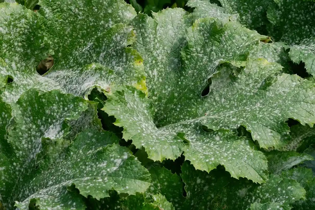 Courgette touchée par l'oïdium