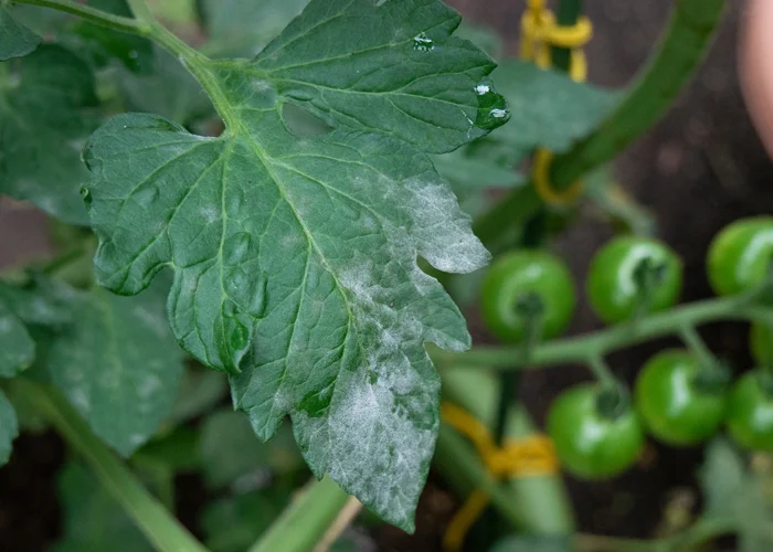 feuille de tomate touchée par l’oïdium