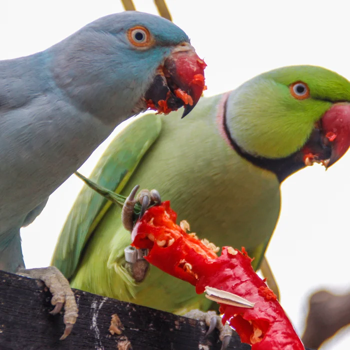 Oiseaux en train de manger un piment