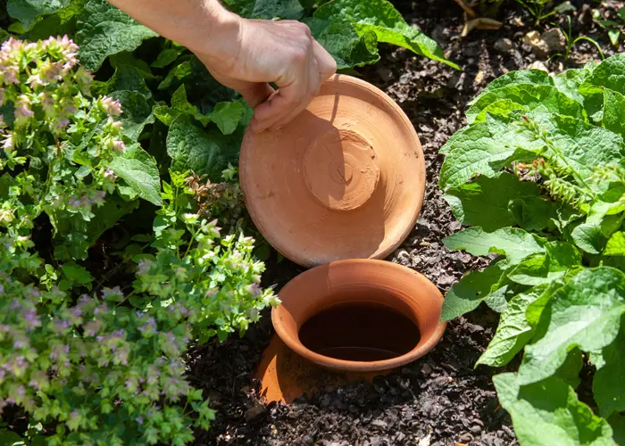 les ollas sont des poteries d'arrosage en terre cuite enterrées