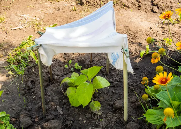 Mini-ombrière bricolée pour protéger de jeunes plants dans un jardin ornemental