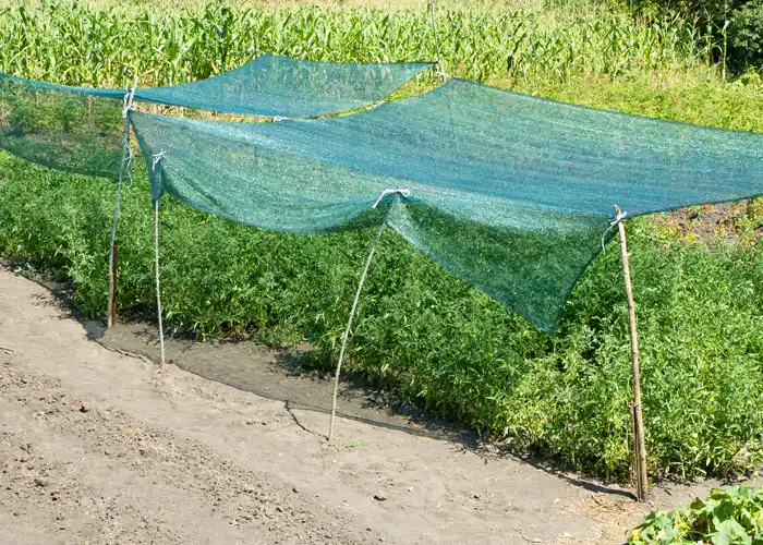 Ombrière posée sur un carré potager en juillet