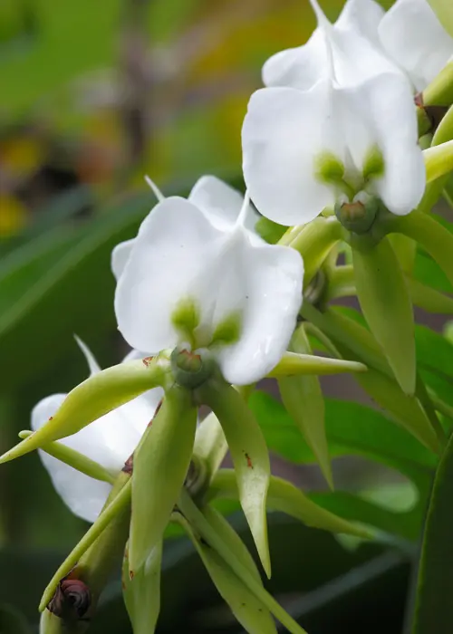 orchidée du genre angraecum
