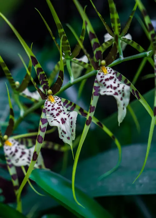orchidée du genre brassia