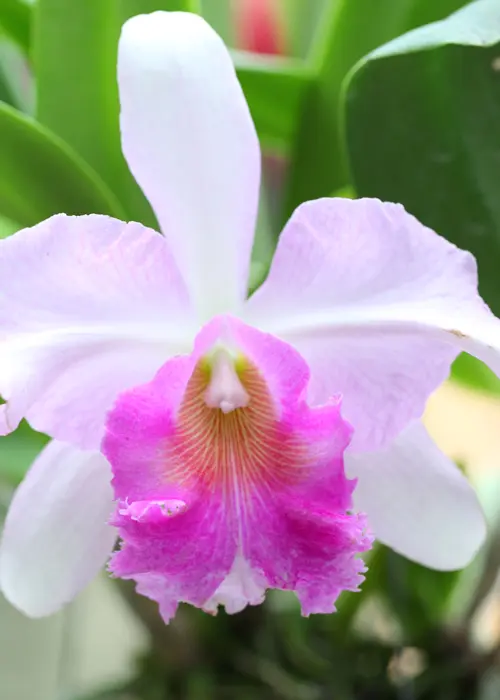 orchidée du genre cattleya