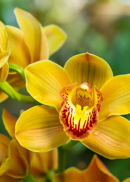 orchidée du genre cymbidium