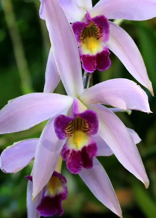 orchidée du genre laelia