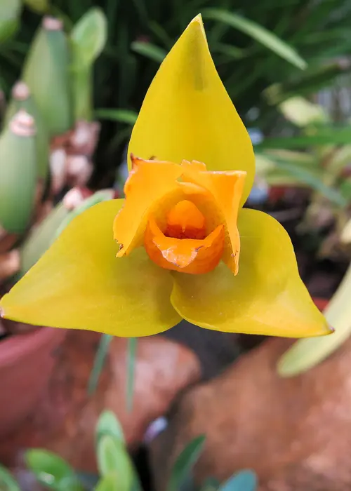 orchidée du genre lycaste