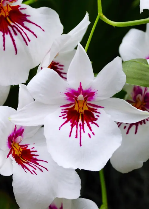 orchidée du genre miltonia