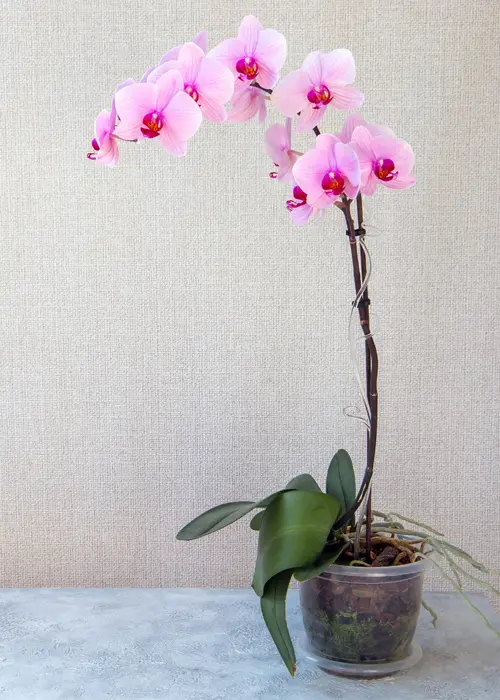 orchidée monopodiale