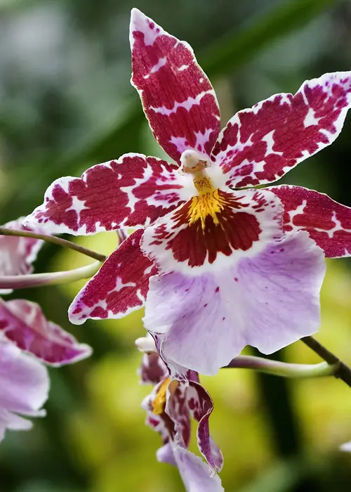 orchidée du genre odontoglossum