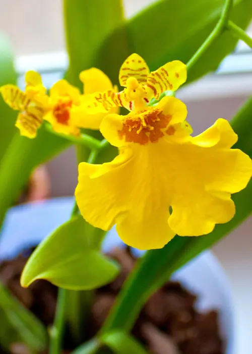 orchidée du genre oncidium