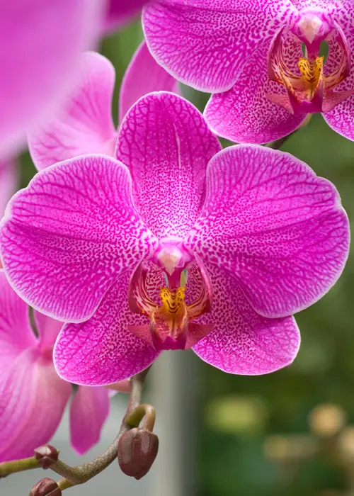 orchidée du genre phalaenopsis