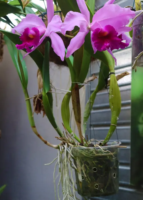 orchidée sympodiale