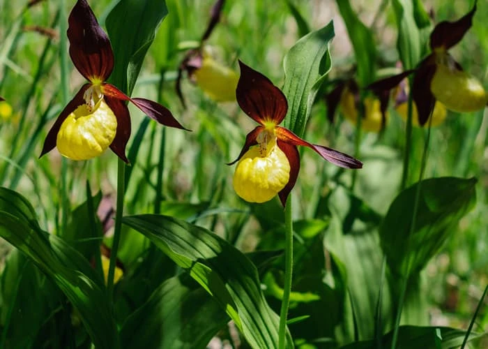 orchidée terrestre (Sabot de Vénus)