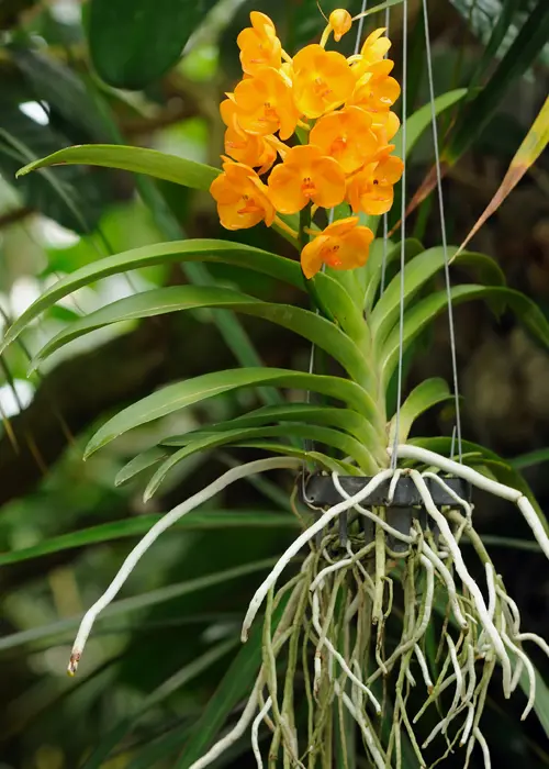 orchidée du genre vanda