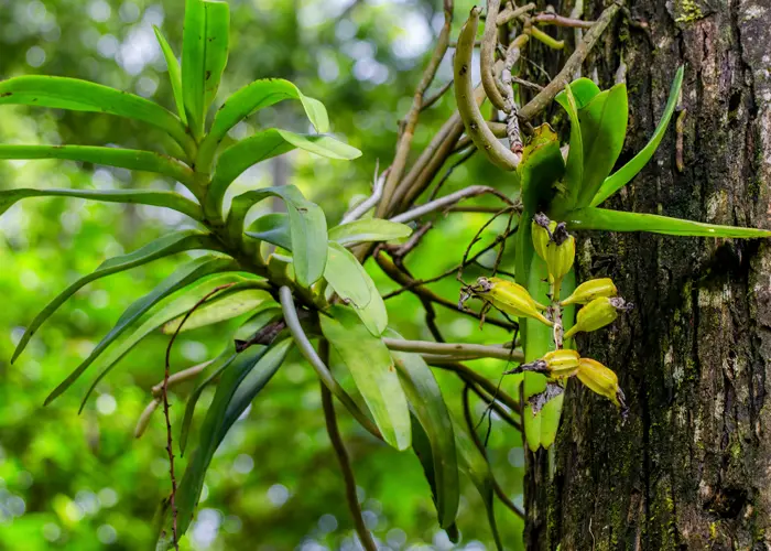 exemple d'orchidée épiphyte