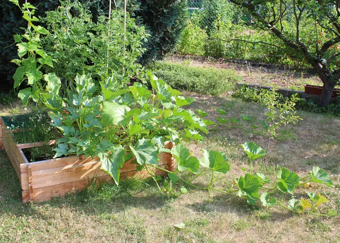 Disposition des légumes dans un carré potager Disposition des légumes dans un carré potager