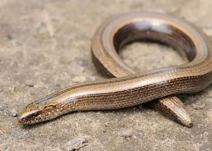 L'orvet est un genre de lézard dépourvu de pattes