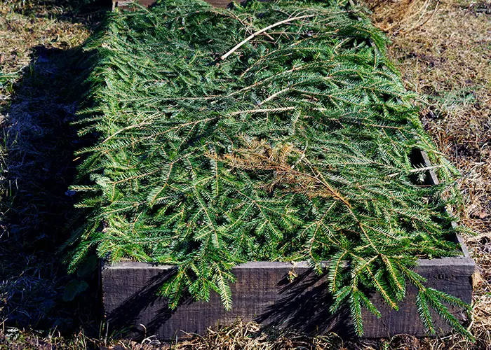 Paillage en branches de pins en hiver