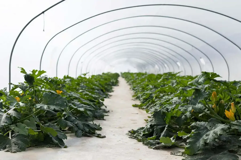 Paillez le sol au pied de vos courgettes