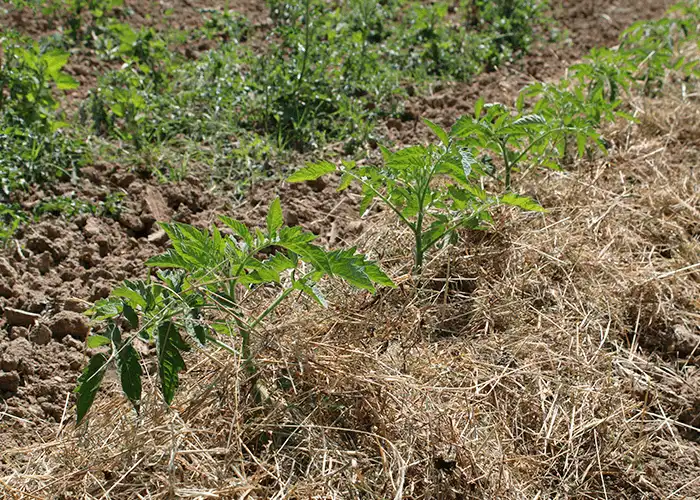 Protéger un sol de serre épuisé : les bienfaits du paillage et de la couverture de sol