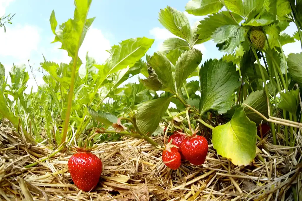 Paillez vos fraisiers pour les protéger du froid