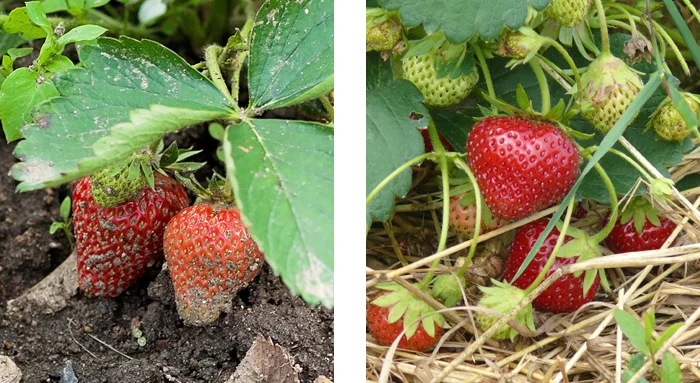 effet du paillage au potager sur la consommation d'eau