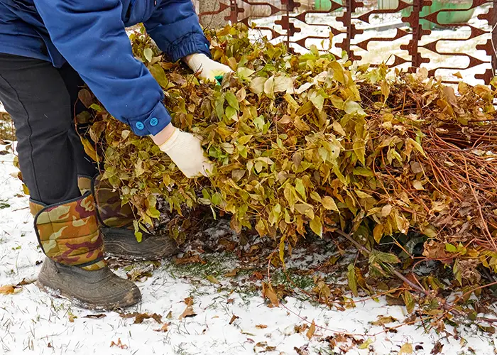 Paillage épais pour isoler un potager du froid