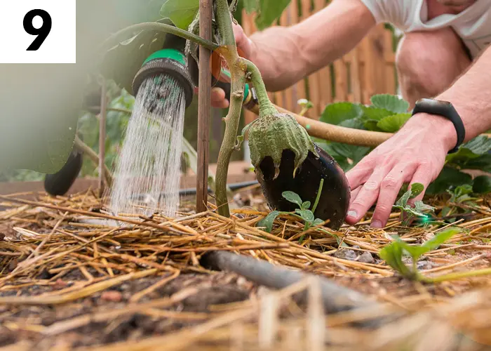 Tâche n°9 en juillet au jardin : Paillez pour limiter l'évaporation