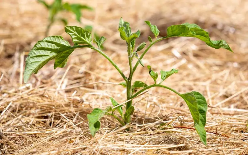 paillage d'un pied de tomate