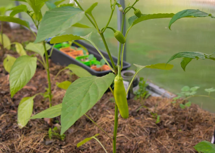 Paillage d'un pied de piment