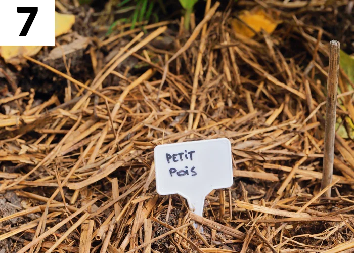 Tâche n°7 en juin au jardin : Arroser et pailler au potager