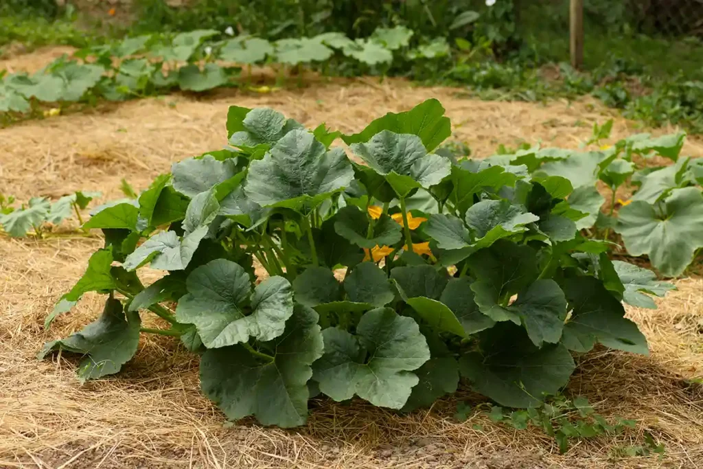 Paillage pour protéger les plantes