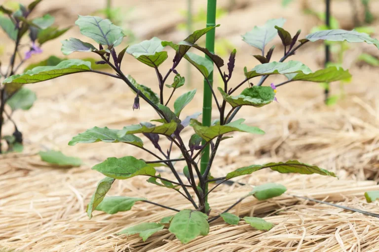 le paillage au potager et sous serre de jardin