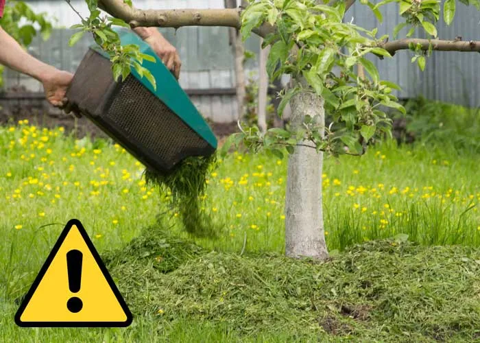 paillage de type volcan sur tronc d'arbre