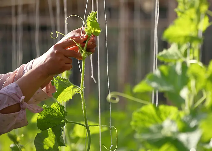 Palissage de tomates sous serre