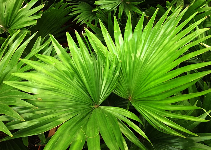 Palmier tropical livistona