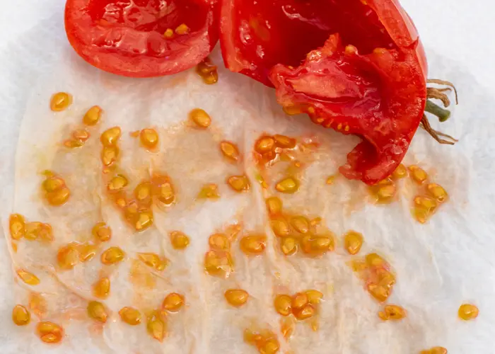 graines de tomates sur papier absorbant