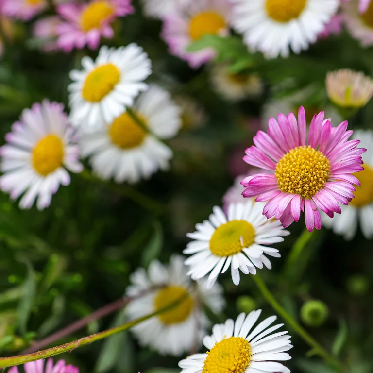 Pâquerettes de murailles