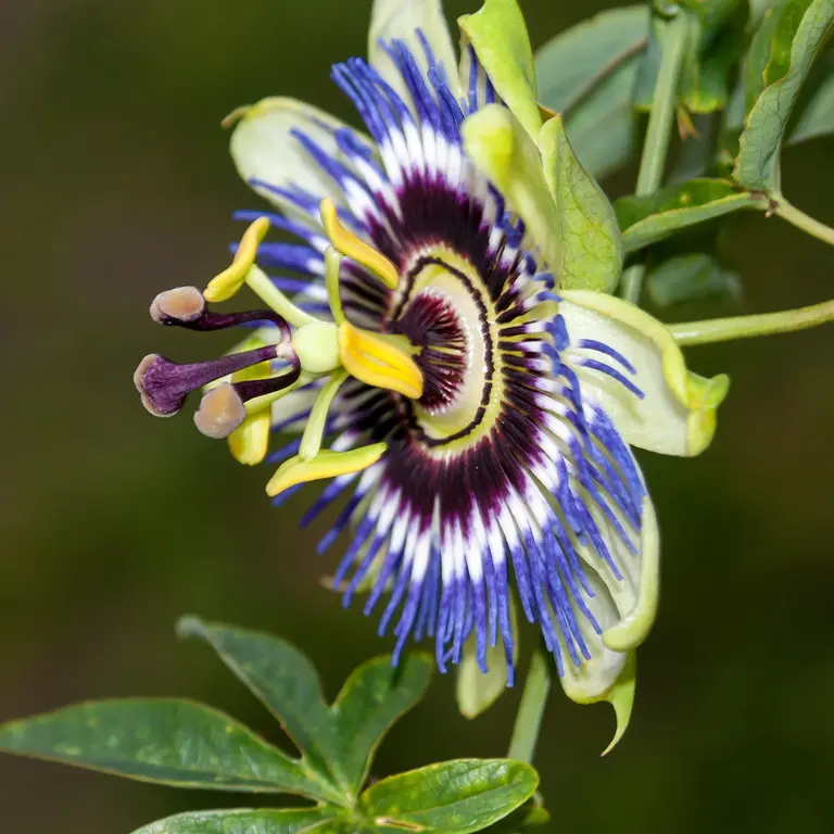 Fleur de passiflore ouverte sur un mur en juillet