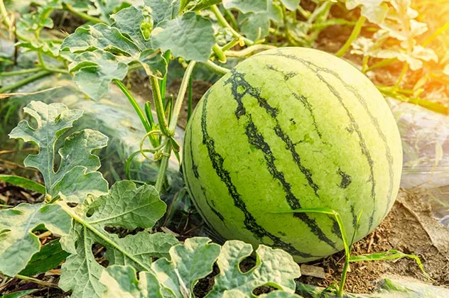 pastèque sous serre juillet