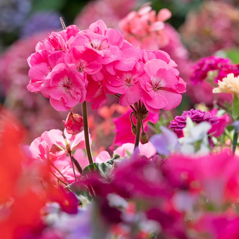 Pélargonium - géranium en fleurs