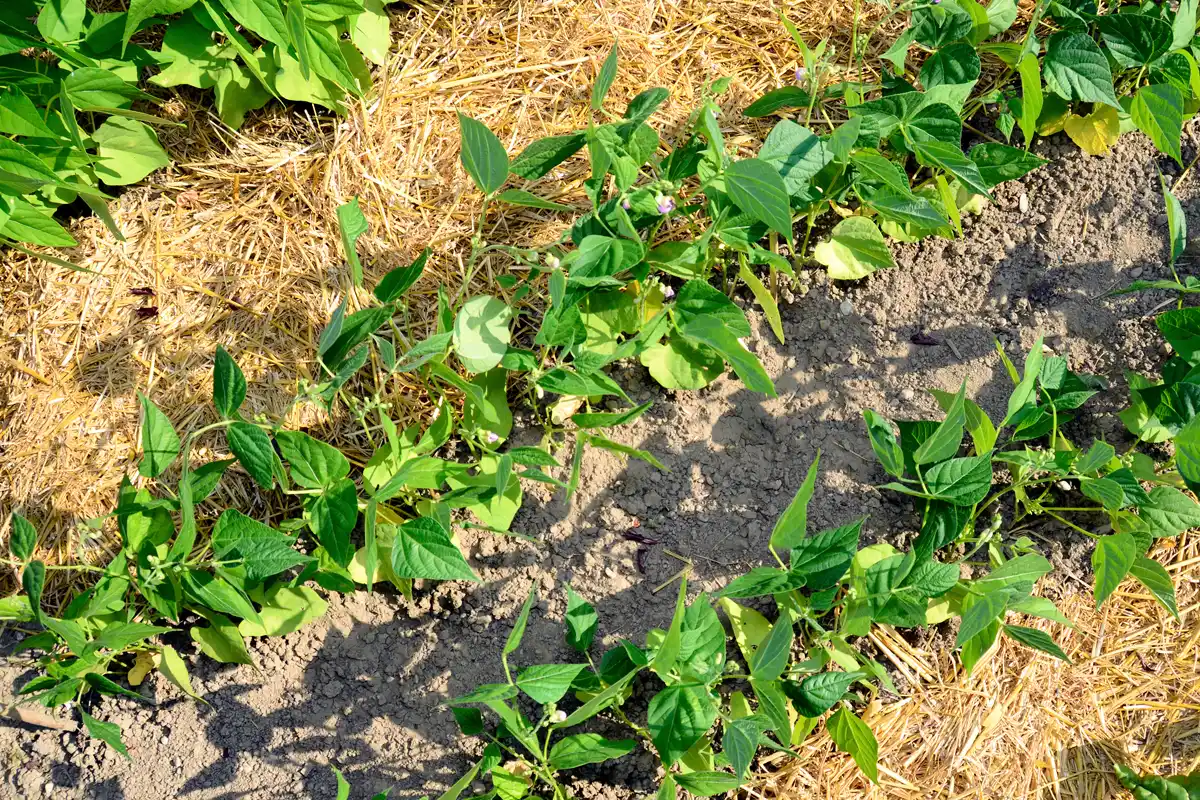 permaculture sous serre de jardin