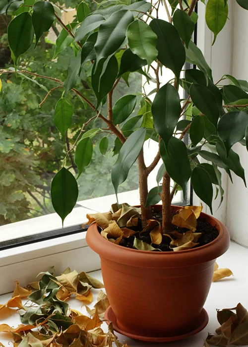 plante tropicale (ficus) qui perd ses feuilles