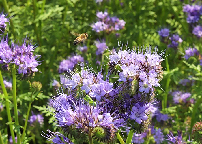 Engrais vert pour sol de serre appauvri : aérer et enrichir la terre avec la phacélie
