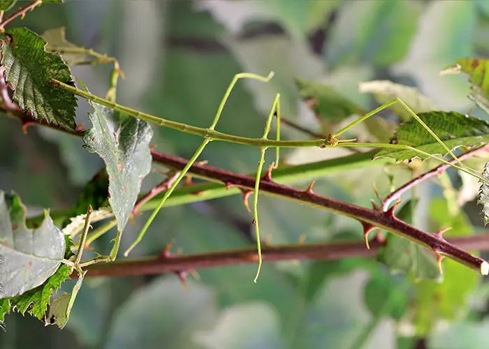 Phasme sur une ronce dans un jardin